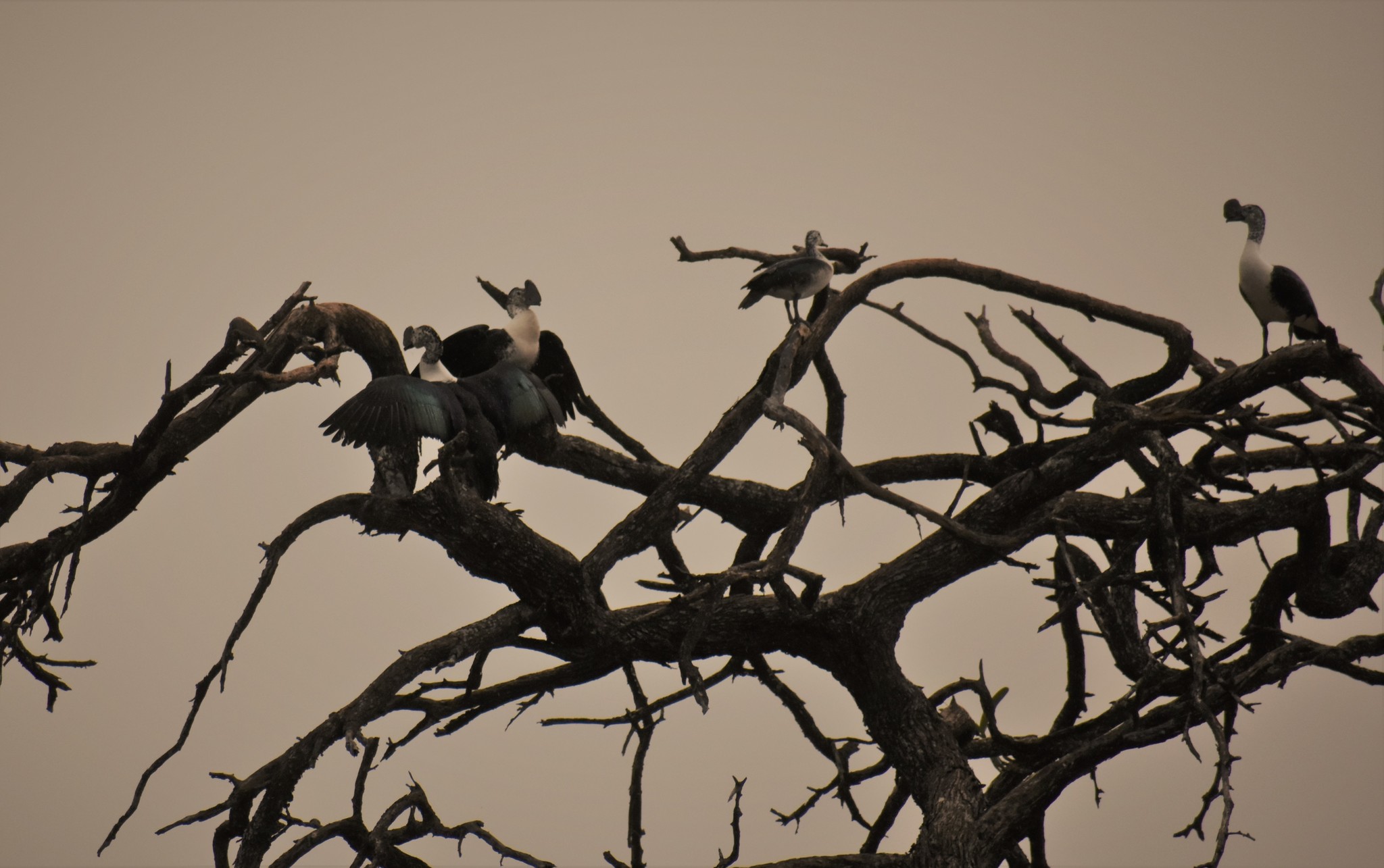 Anatidae image
