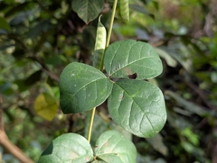 Macrotyloma axillare, photograph author not stated, no rights reserved