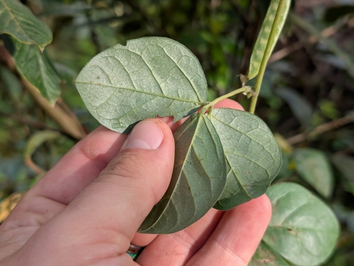 Macrotyloma axillare, photograph 6