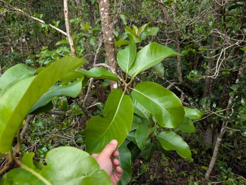 aulu (Rockia sandwicensis)