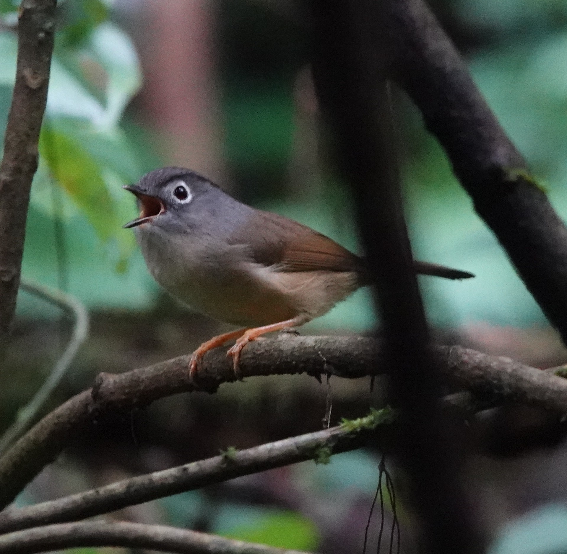 Grey-cheeked Fulvetta