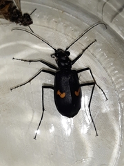 Oxycheila tristis