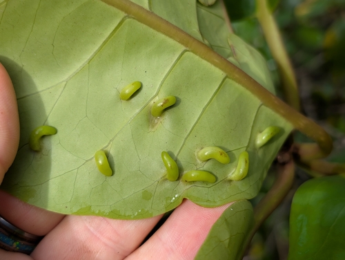 Kuwayama pisonia