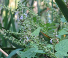 Teucrium vesicarium