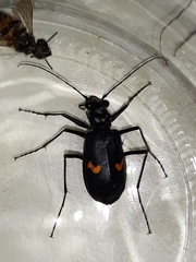 Oxycheila tristis