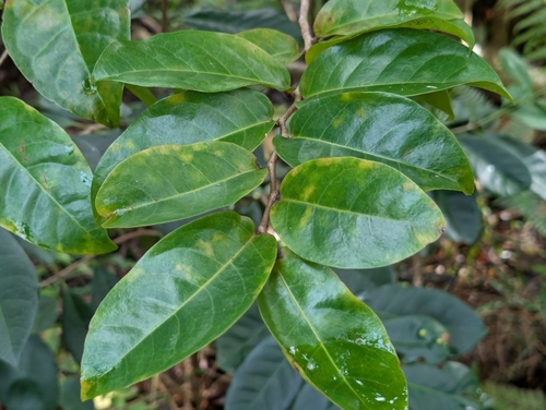 hame (Antidesma platyphyllum)