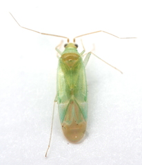 Orthotylinae