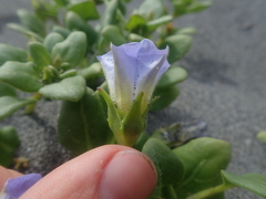 Nolana paradoxa