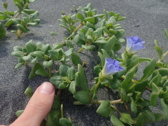 Nolana paradoxa