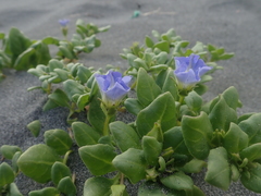Nolana paradoxa