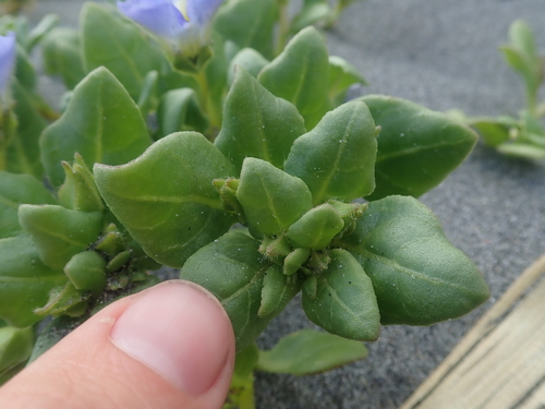Image of Nolana paradoxa by (c) Nolan Exe, some rights reserved (CC BY)