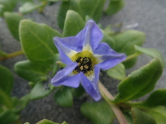 Nolana paradoxa