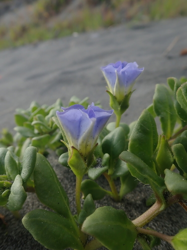 Image of Nolana paradoxa by (c) Nolan Exe, some rights reserved (CC BY)
