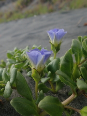Nolana paradoxa