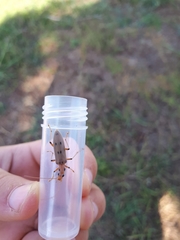 Parisopalpus nigronotatus