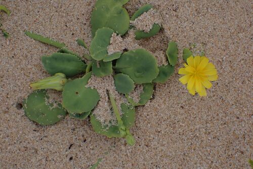 Kulhafila (Launaea sarmentosa)