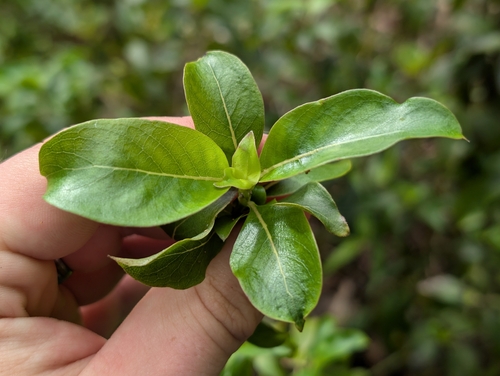 Coprosma foliosa observed 2025-12-23