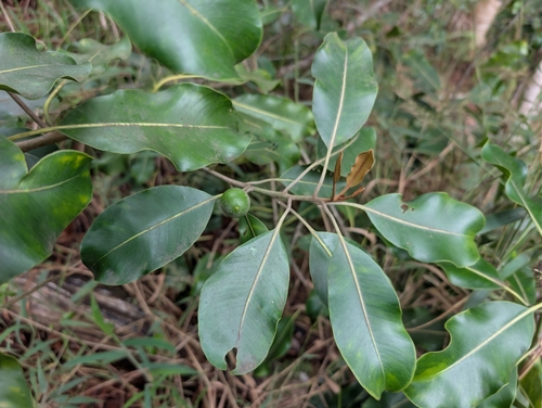 Planchonella sandwicensis observed 2025-12-23
