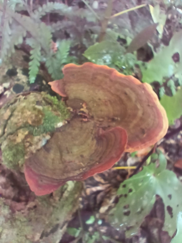 Stereum ostrea · December 2025 · photo: © mphnz (iNaturalist, cc0)