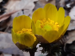 Adonis amurensis