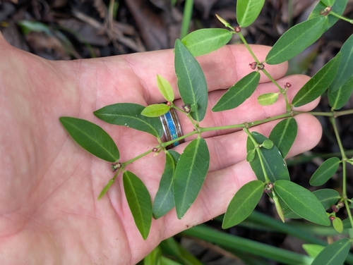 Euphorbia multiformis observed 2025-12-23