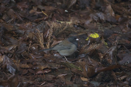 Dark-eyed Junco