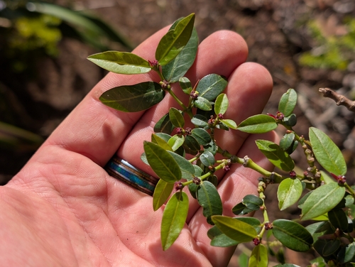 Euphorbia multiformis observed 2025-12-23