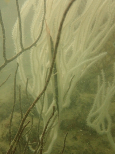 Aeoliscus strigatus