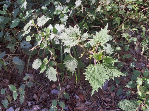 Urtica thunbergiana (Urtica thunbergiana)