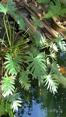 Thaumatophyllum xanadu