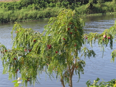 Sesbania grandiflora