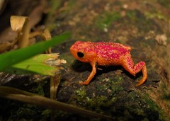 Brachycephalus pitanga