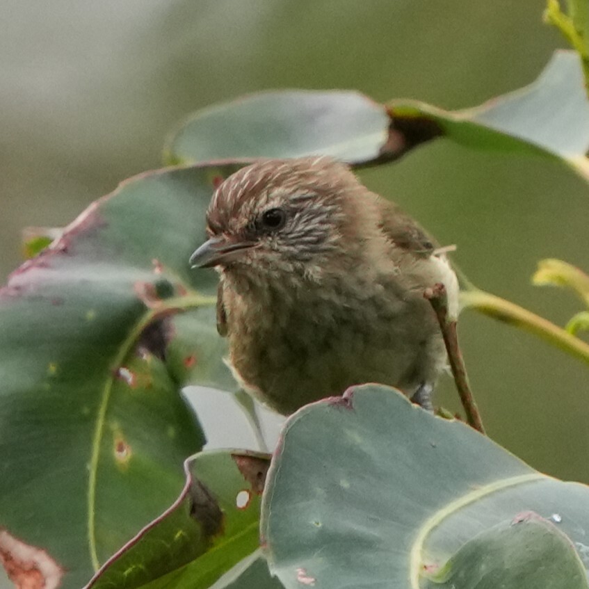 Acanthiza lineata Gould, 1838