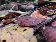 Colpolopha latipennis