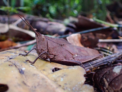 Colpolopha latipennis