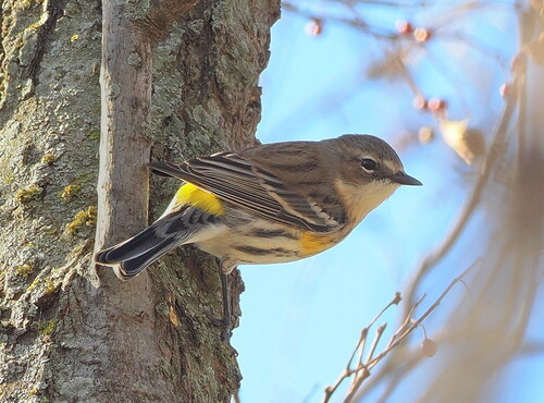 Yellow-rumped Warbler photographed in Oklahoma