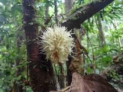 Carpotroche longifolia