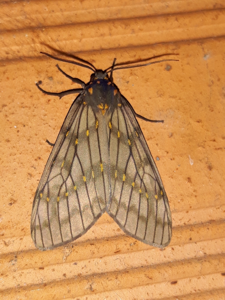 Machadoia xanthosticta