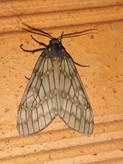 Machadoia xanthosticta