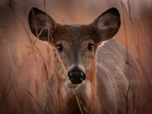 White-tailed Deer photographed in Kansas