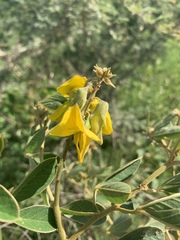 Crotalaria doidgeae