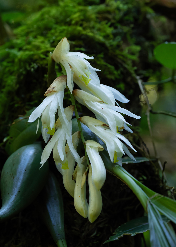 Coelogyne gardneriana