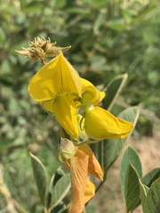 Crotalaria doidgeae