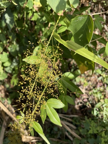 Panicum sarmentosum observed 2025-12-24