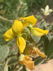 Crotalaria doidgeae
