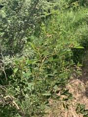 Crotalaria doidgeae