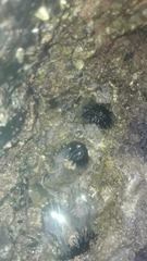 Echinometra vanbrunti