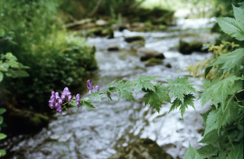 Aconitum fischeri; photograph (c) Oleg Kosterin, some rights reserved (CC BY)