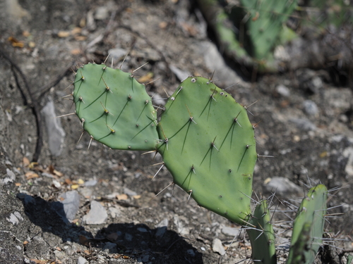 Red buttons opuntia (Opuntia quitensis)