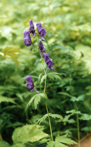Aconitum fischeri, photograph 6